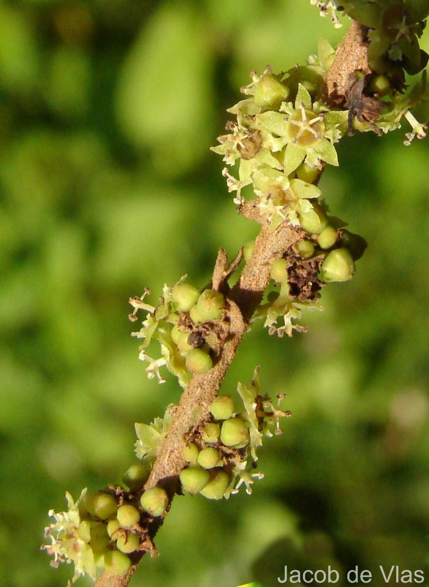 Bridelia retusa (L.) A.Juss.